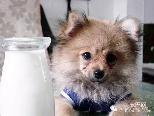 为什么狗宝宝不能喝牛奶？ 羊奶却成了最佳取代奶~-4.jpeg