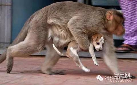 为什么狗宝宝不能喝牛奶？ 羊奶却成了最佳取代奶~-5.jpeg