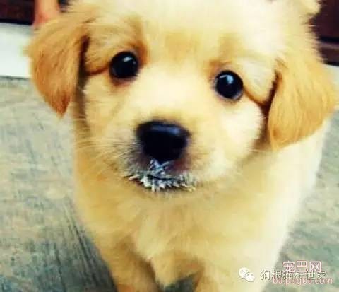 为什么狗宝宝不能喝牛奶？ 羊奶却成了最佳取代奶~-3.jpeg