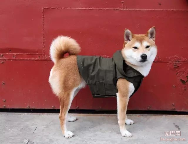 Nico，一个被猫狗耽误了的服装设计「创业女魔头」-12.jpeg