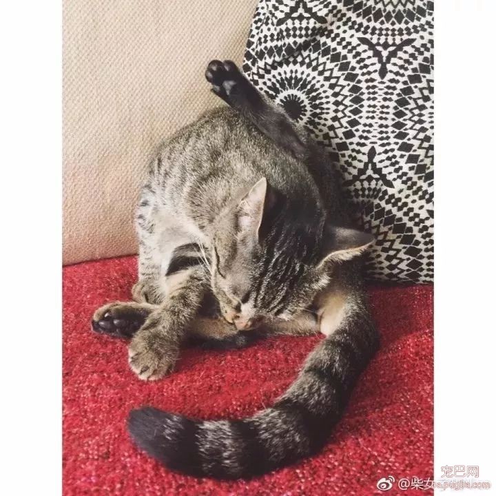 Nico，一个被猫狗耽误了的服装设计「创业女魔头」-9.jpeg