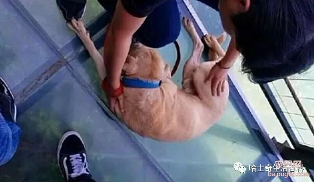 主人带爱犬去玻璃栈道，狗狗瞬间被吓瘫，主人接下来的举动暖心了-4.jpeg