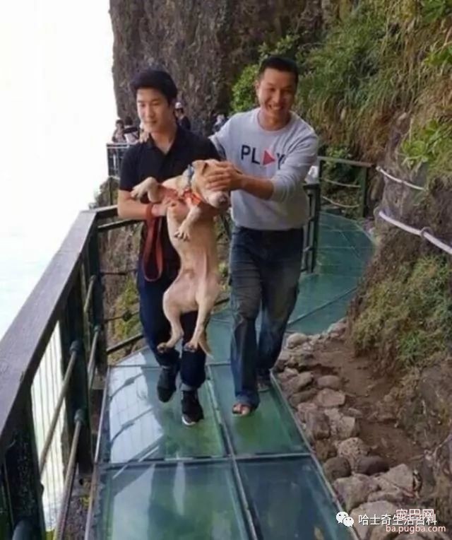 主人带爱犬去玻璃栈道，狗狗瞬间被吓瘫，主人接下来的举动暖心了-5.jpeg