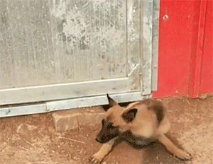你知道狗砸为了出去玩，有多努力吗？-2.gif