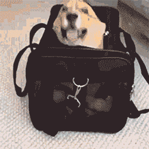 你知道狗砸为了出去玩，有多努力吗？-7.gif