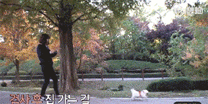 你知道狗砸为了出去玩，有多努力吗？-10.gif