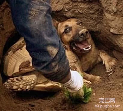 乌龟和狗狗相约逃跑，结果被困洞中，主人发现时只好请来消防员-3.jpeg