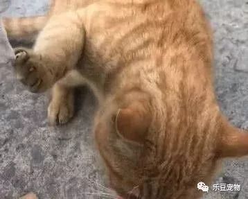 女孩每天喂流浪猫，以为它很听话，可看到女孩的手我说不出话！-1.jpeg