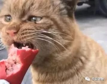 女孩每天喂流浪猫，以为它很听话，可看到女孩的手我说不出话！-2.jpeg