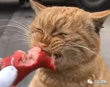 女孩每天喂流浪猫，以为它很听话，可看到女孩的手我说不出话！-3.jpeg