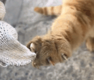 女孩每天喂流浪猫，以为它很听话，可看到女孩的手我说不出话！-5.gif