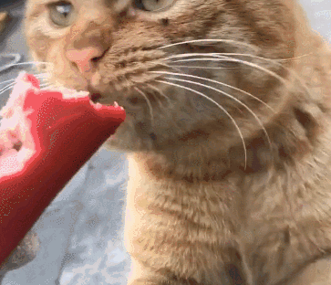 女孩每天喂流浪猫，以为它很听话，可看到女孩的手我说不出话！-4.gif