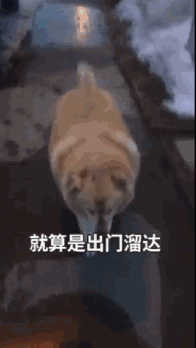160斤的大金毛因太肥差点被安乐，一年后它甩掉90斤成功逆袭！-9.gif