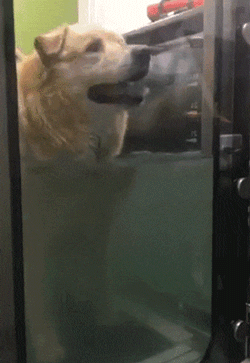 160斤的大金毛因太肥差点被安乐，一年后它甩掉90斤成功逆袭！-10.gif