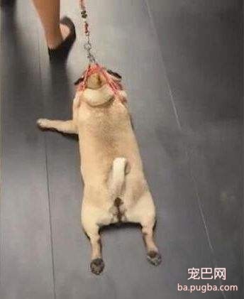 遛狗.jpg