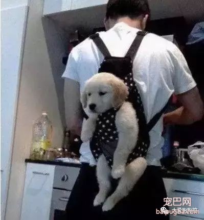 为什么要和养狗的人做朋友？答案在这里...-2.jpeg