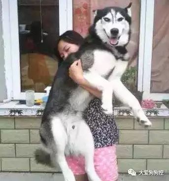 为什么要和养狗的人做朋友？答案在这里...-7.jpeg
