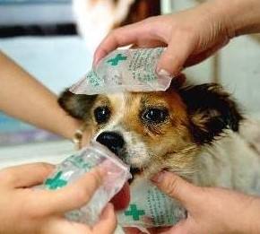 狗狗降温.jpg