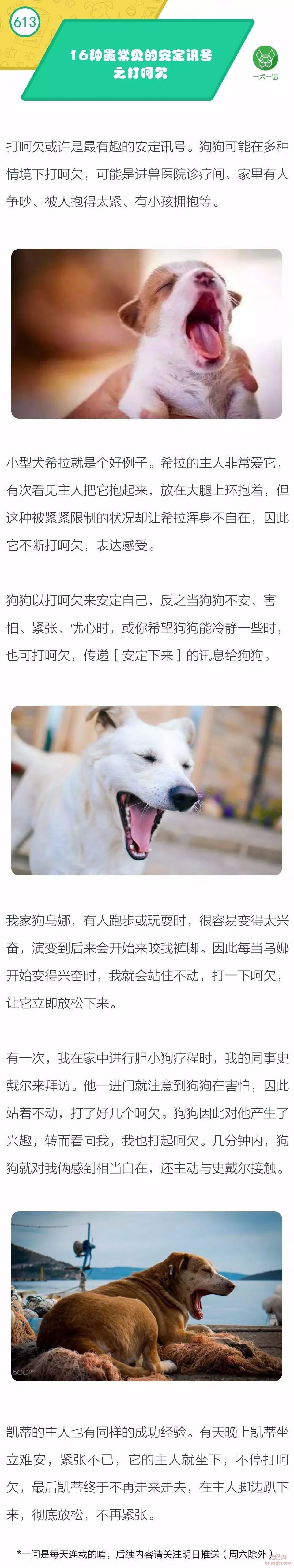 16种最常见的安定讯号之『打呵欠』-1.jpeg
