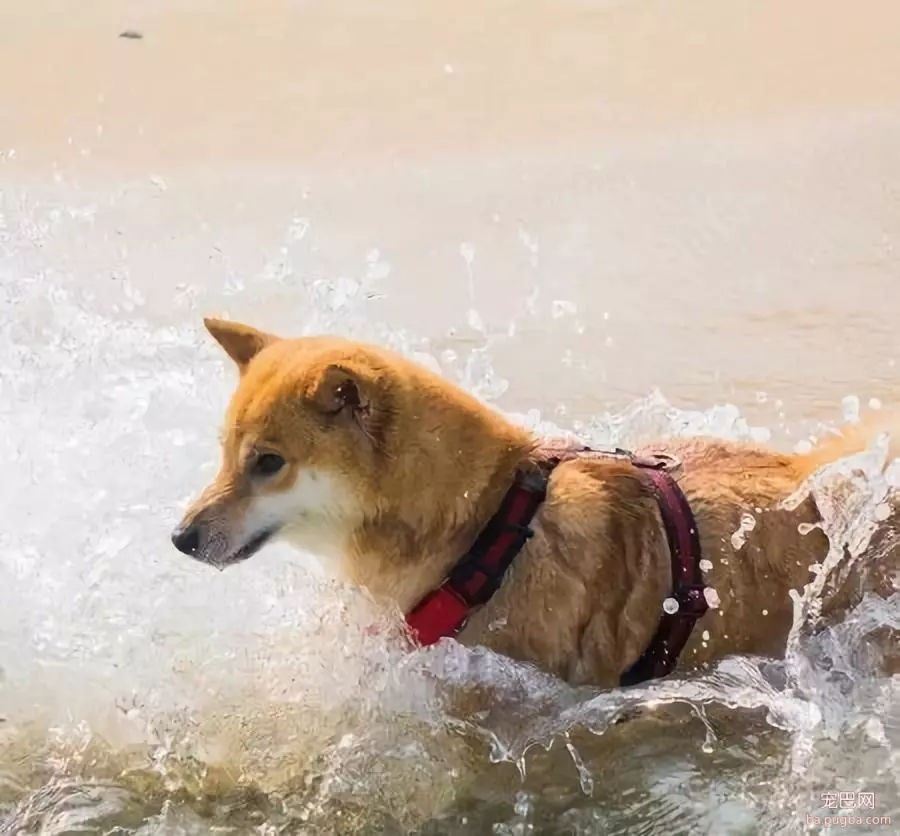 男子“溺水”，热心柴犬紧急救援，结果却……-4.jpg