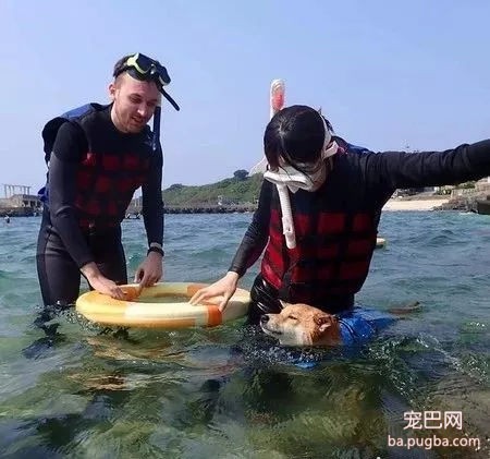 男子“溺水”，热心柴犬紧急救援，结果却……-3.jpg