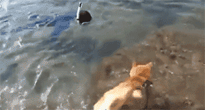 男子“溺水”，热心柴犬紧急救援，结果却……-1.gif