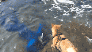 男子“溺水”，热心柴犬紧急救援，结果却……-2.gif