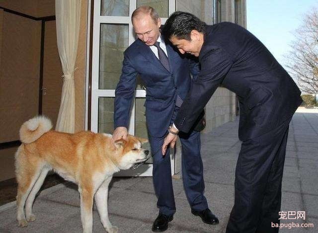 普京获赠萌犬，硬汉瞬间心软，反手就是一套亲亲抱抱举高高-7.jpeg