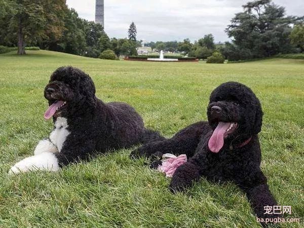 普京获赠萌犬，硬汉瞬间心软，反手就是一套亲亲抱抱举高高-10.jpeg