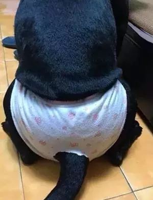 当狗狗来了“大姨妈”...丧心病狂的主人们纷纷PO出邪恶照！-5.jpeg