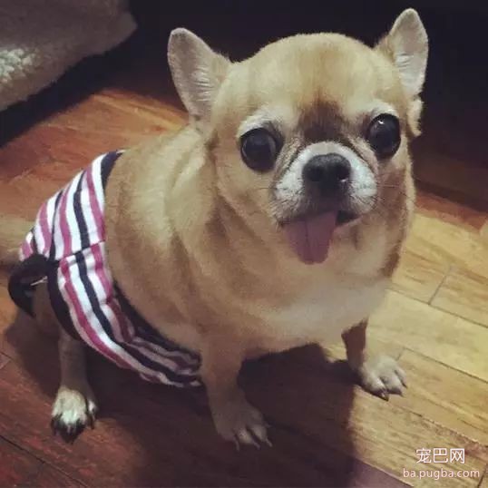 当狗狗来了“大姨妈”...丧心病狂的主人们纷纷PO出邪恶照！-16.jpeg