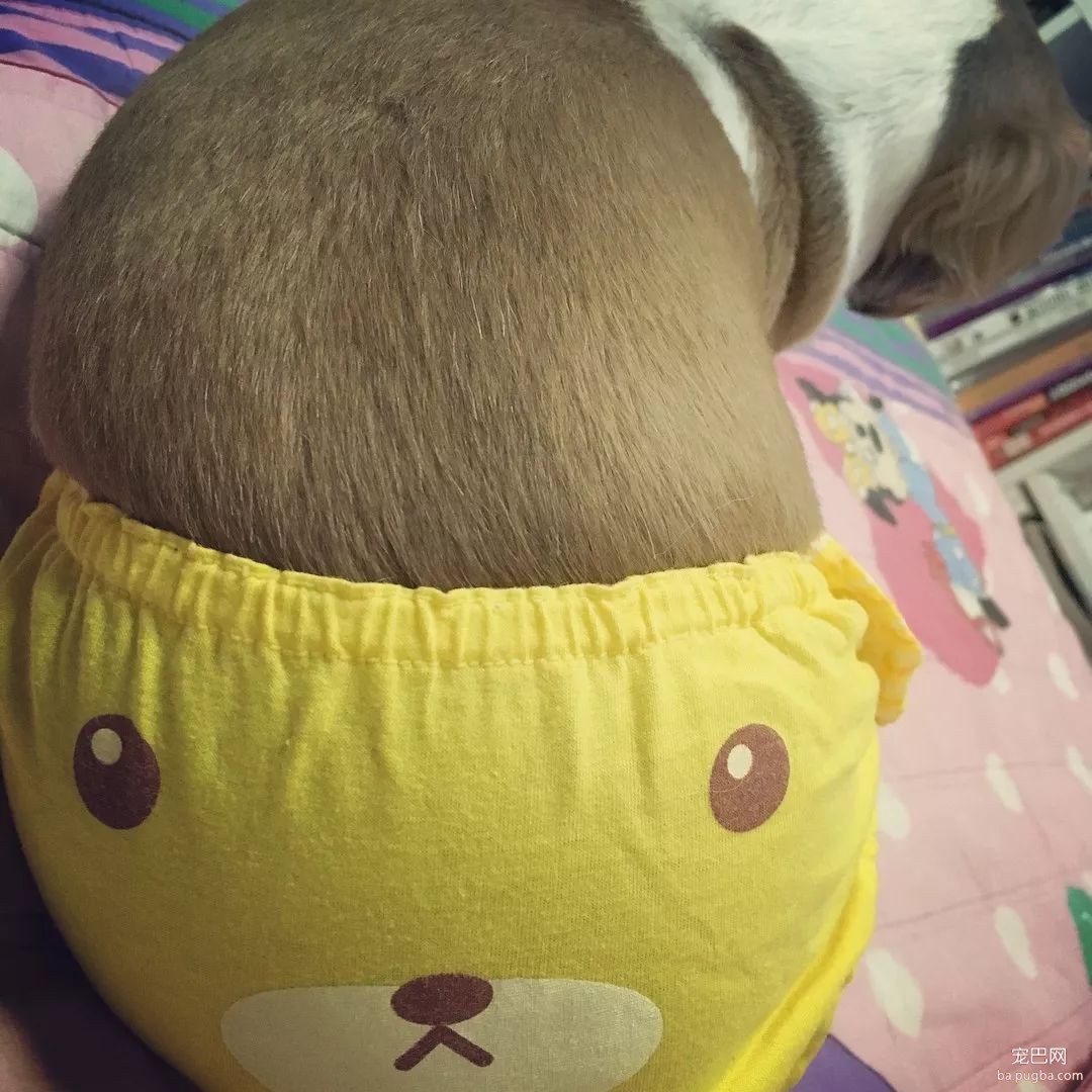 当狗狗来了“大姨妈”...丧心病狂的主人们纷纷PO出邪恶照！-19.jpeg