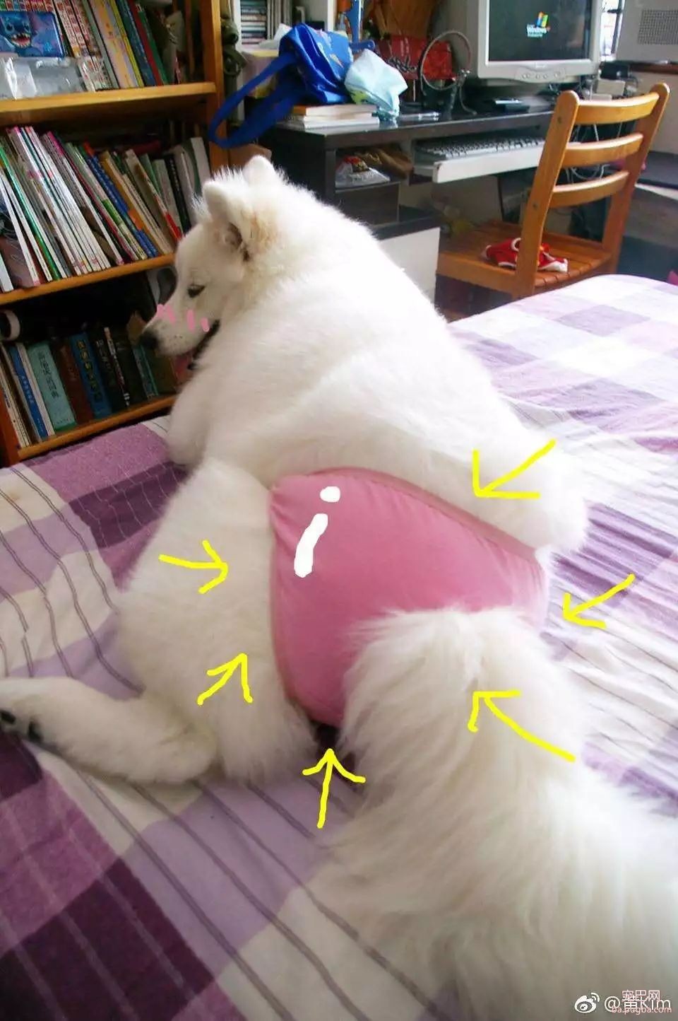 当狗狗来了“大姨妈”...丧心病狂的主人们纷纷PO出邪恶照！-23.jpeg