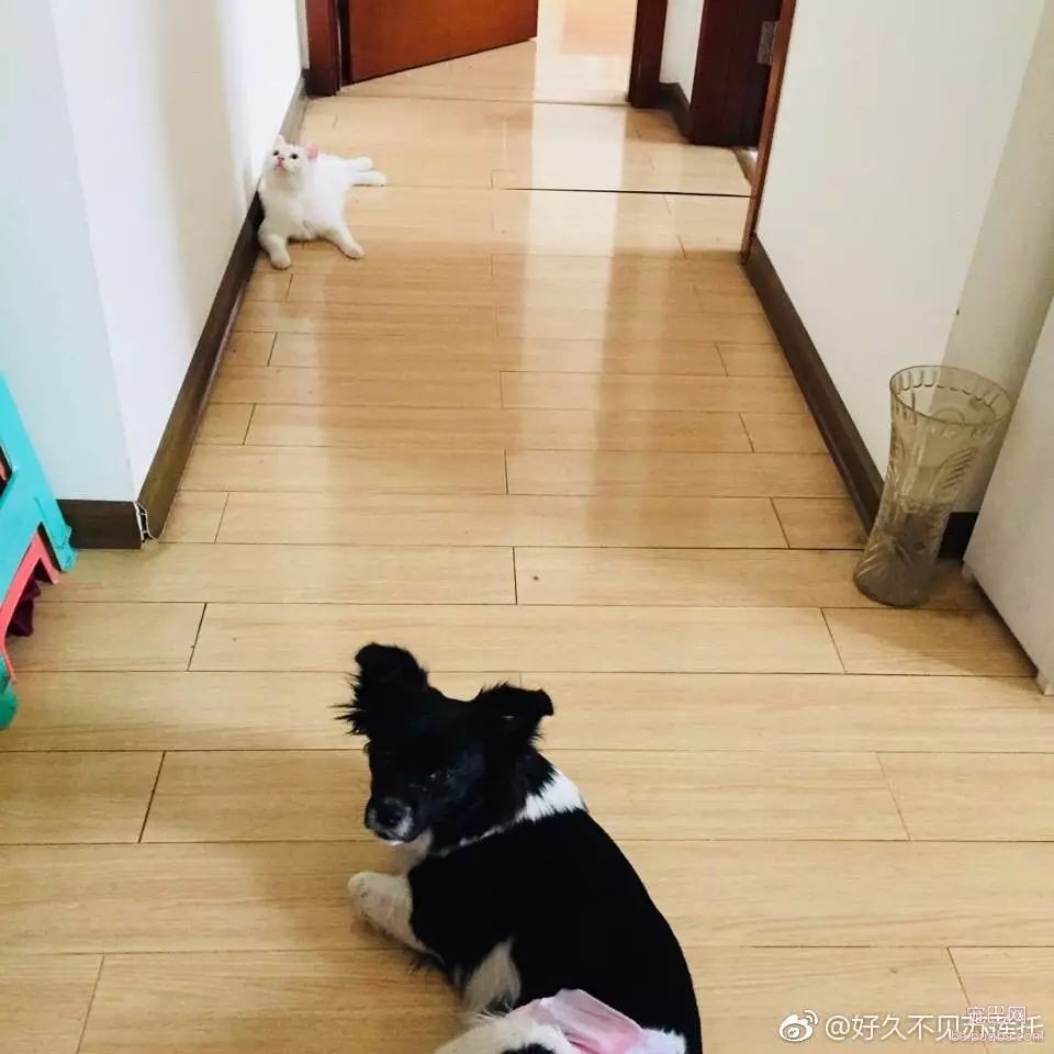 当狗狗来了“大姨妈”...丧心病狂的主人们纷纷PO出邪恶照！-25.jpeg