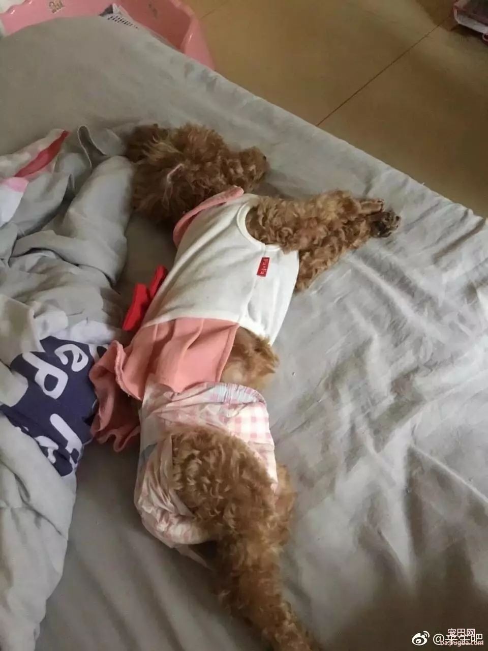 当狗狗来了“大姨妈”...丧心病狂的主人们纷纷PO出邪恶照！-24.jpeg
