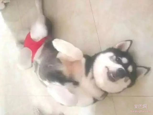 当狗狗来了“大姨妈”...丧心病狂的主人们纷纷PO出邪恶照！-33.jpeg