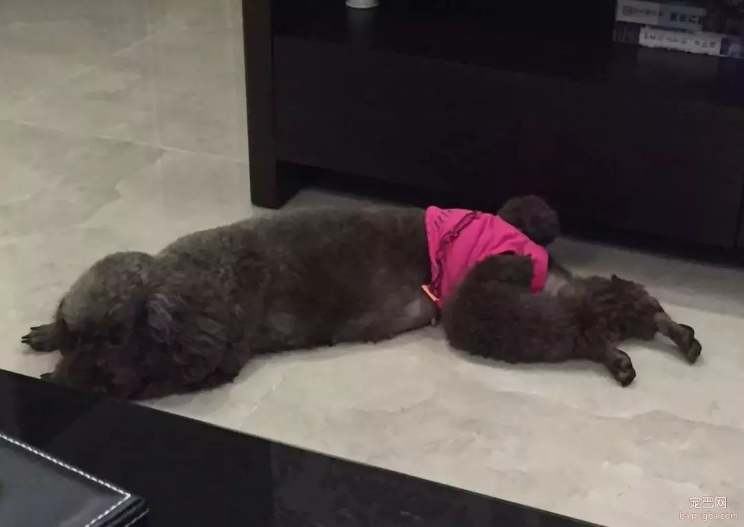当狗狗来了“大姨妈”...丧心病狂的主人们纷纷PO出邪恶照！-29.jpeg