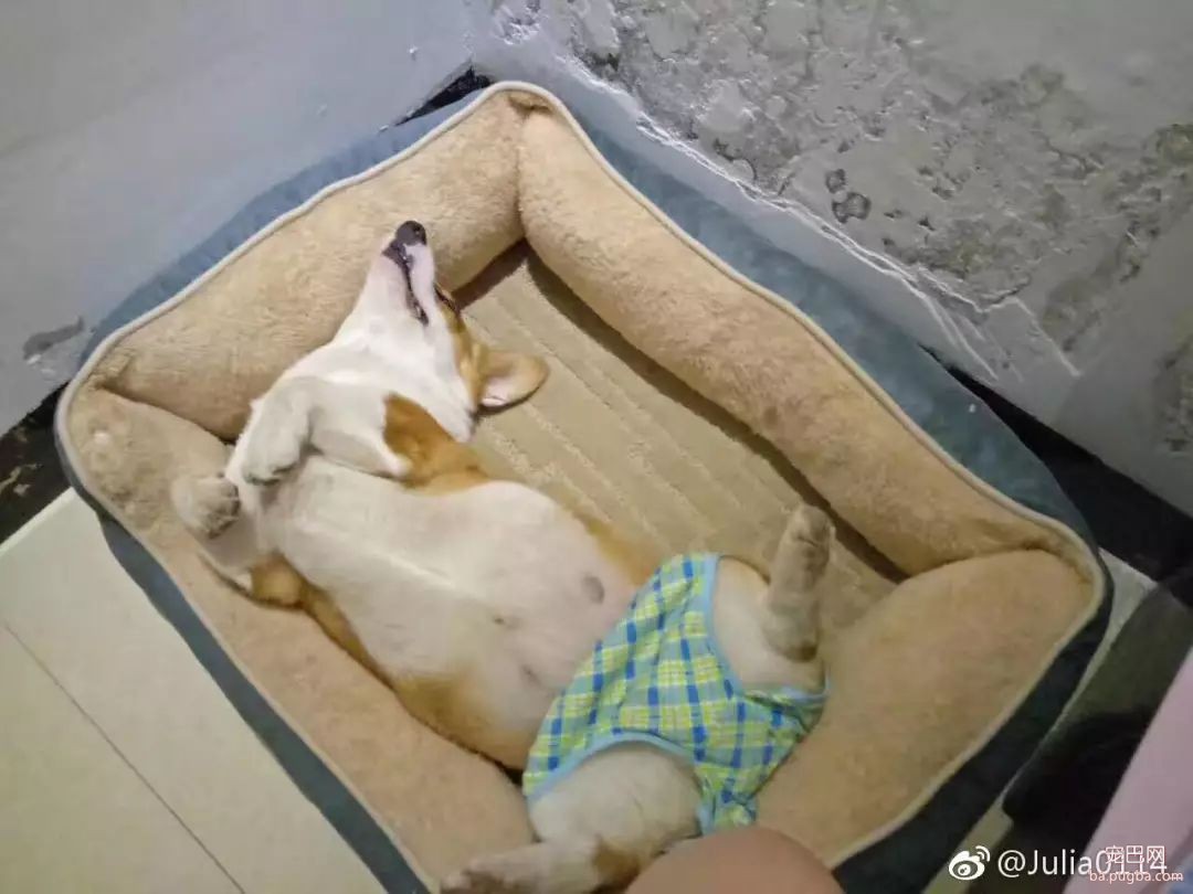 当狗狗来了“大姨妈”...丧心病狂的主人们纷纷PO出邪恶照！-27.jpeg