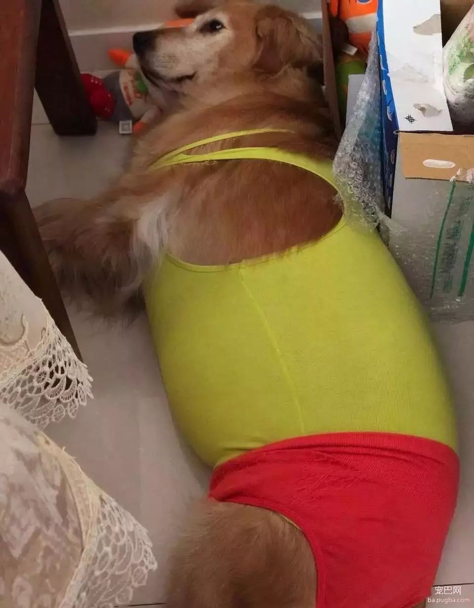 当狗狗来了“大姨妈”...丧心病狂的主人们纷纷PO出邪恶照！-31.jpeg
