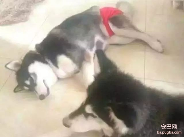 当狗狗来了“大姨妈”...丧心病狂的主人们纷纷PO出邪恶照！-32.jpeg