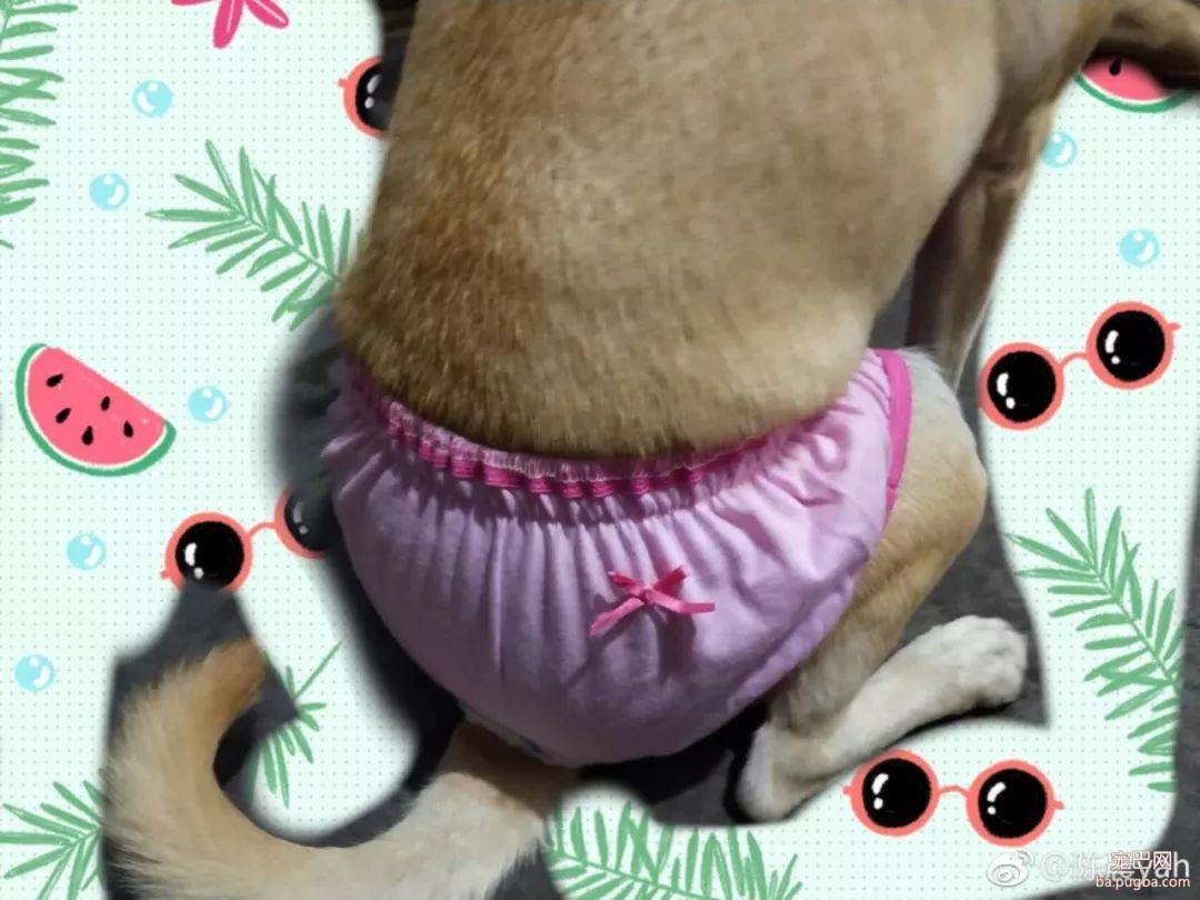 当狗狗来了“大姨妈”...丧心病狂的主人们纷纷PO出邪恶照！-28.jpeg