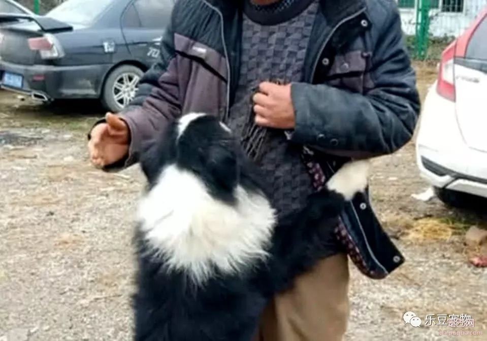 男子把养了五年的边牧卖掉，交钱时，边牧紧紧抱住主人求饶！泪目-1.jpeg