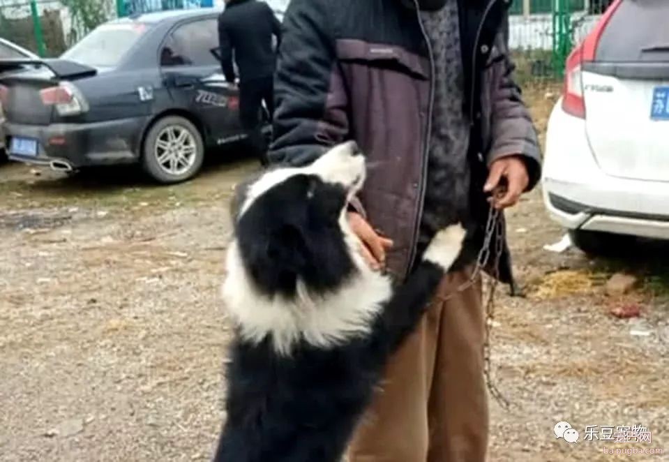 男子把养了五年的边牧卖掉，交钱时，边牧紧紧抱住主人求饶！泪目-4.jpeg