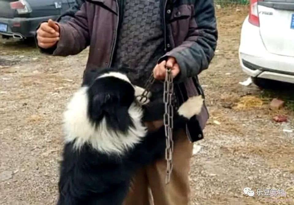 男子把养了五年的边牧卖掉，交钱时，边牧紧紧抱住主人求饶！泪目-2.jpeg