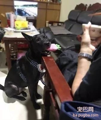 麻麻在做饭，狗砸叼着一个巨大的鸡腿就过来了，这是在暗示...-1.jpeg