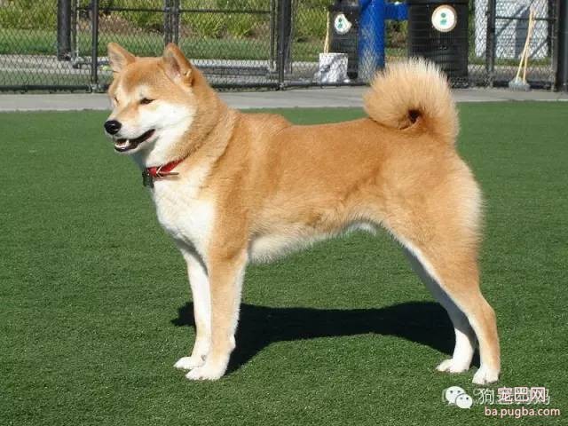 如何训练狗狗外出时，定点大小便？-2.jpeg