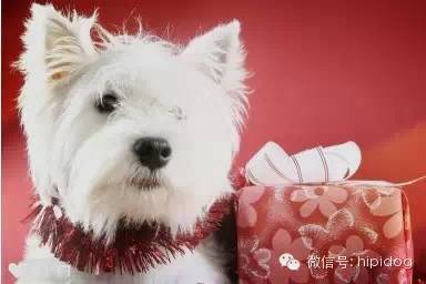 狗狗毛打结怎么办-1.jpeg