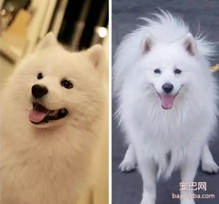 你能分辨出这些狗狗的品种吗？-1.jpeg