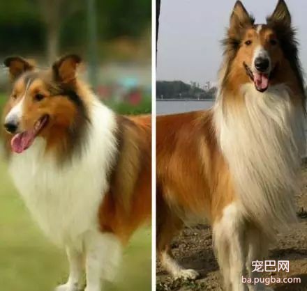 你能分辨出这些狗狗的品种吗？-5.jpeg