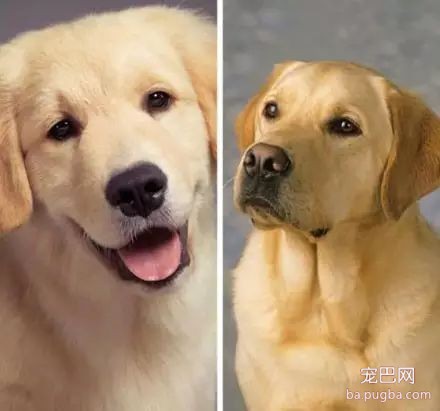 你能分辨出这些狗狗的品种吗？-3.jpeg